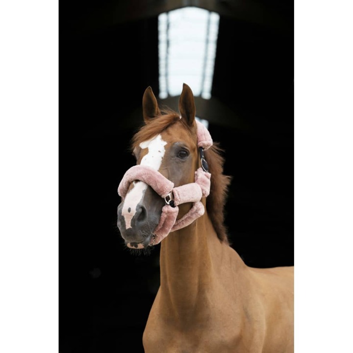 set-pour-licol-equitheme-teddy-2