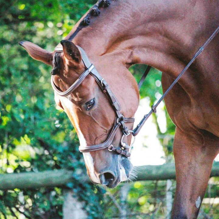 Jump_in---Bridon-One-New-york