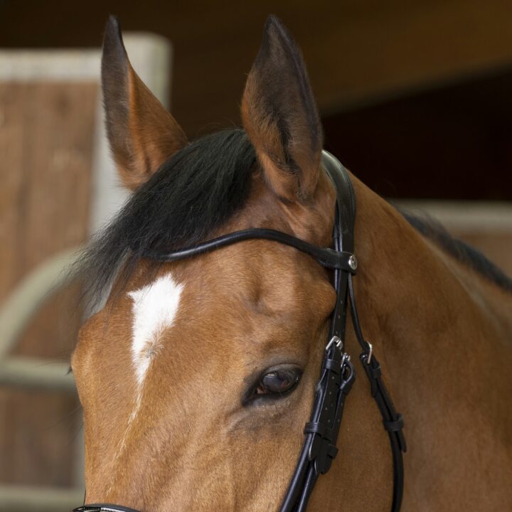 bride-norton-pro-cuir-rond-2