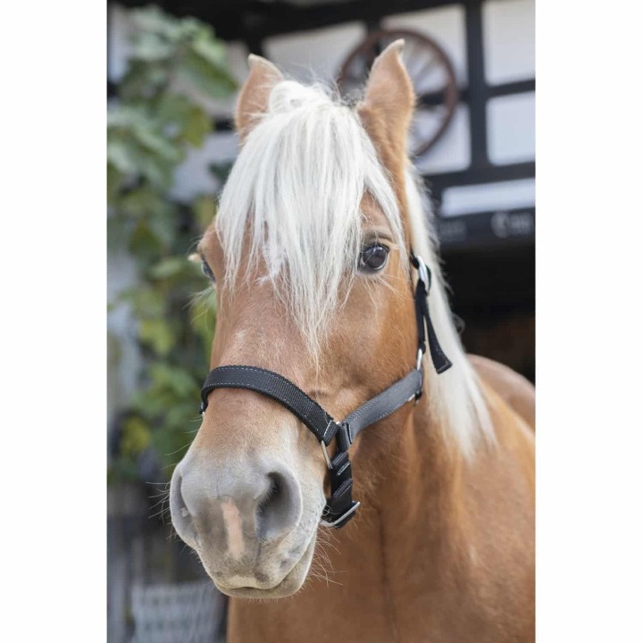 prod-64368-licol-norton-cheval-de-trait-1500x1500-282052d17a56
