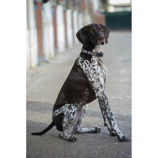 collier-pour-chien-penelope-pearl