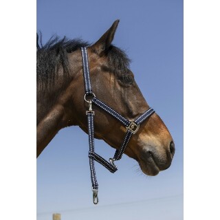 licol-norton-grooming-2