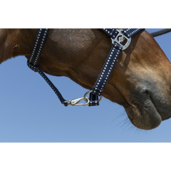 licol-norton-grooming