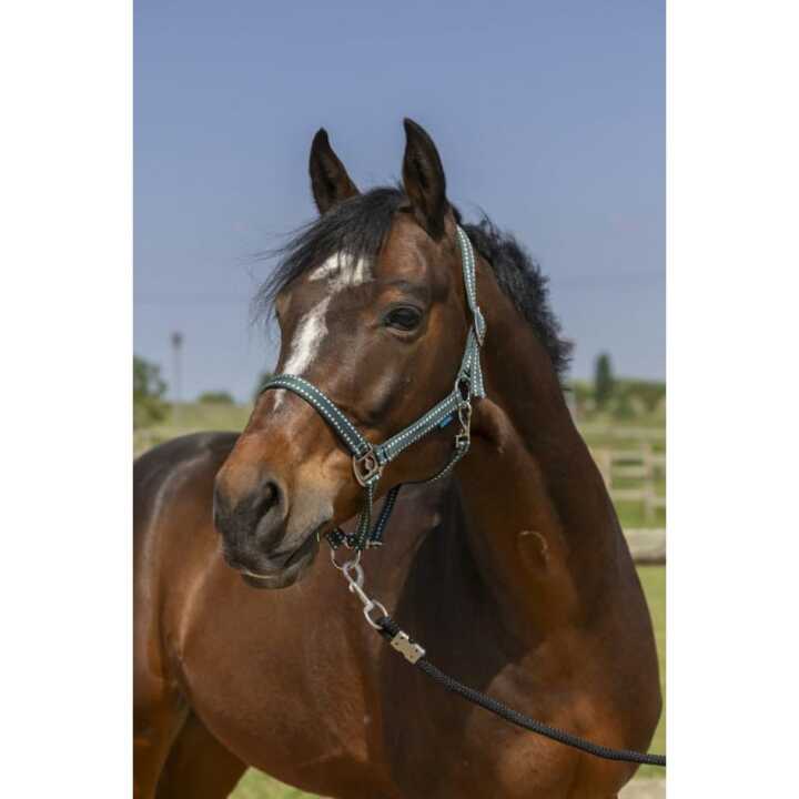 licol-norton-grooming-5