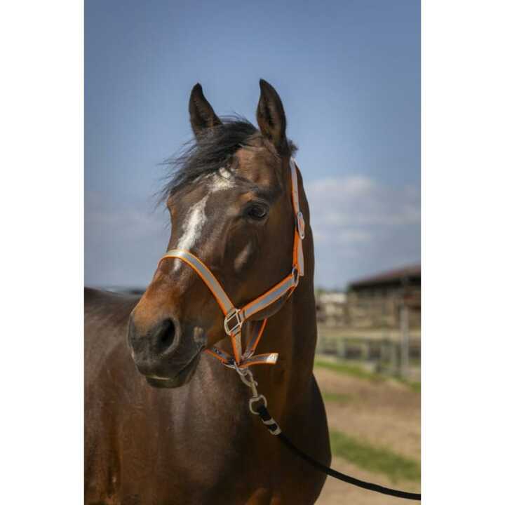 licol-norton-nylon-soft-2