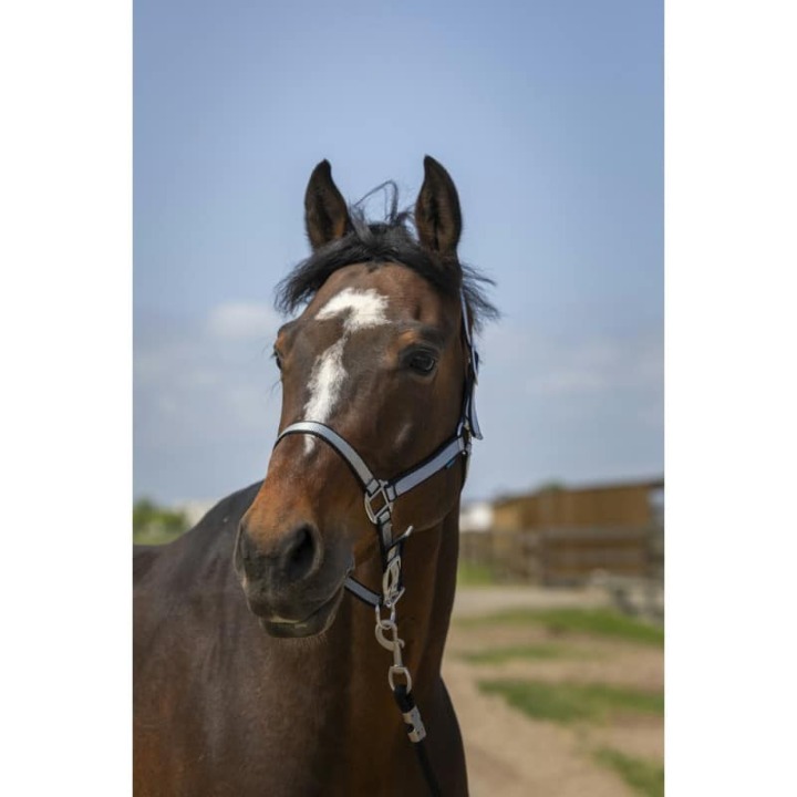 licol-norton-nylon-soft