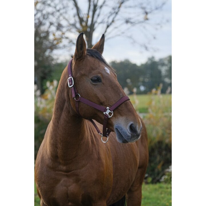 licol-nylon-equitheme-spring-6