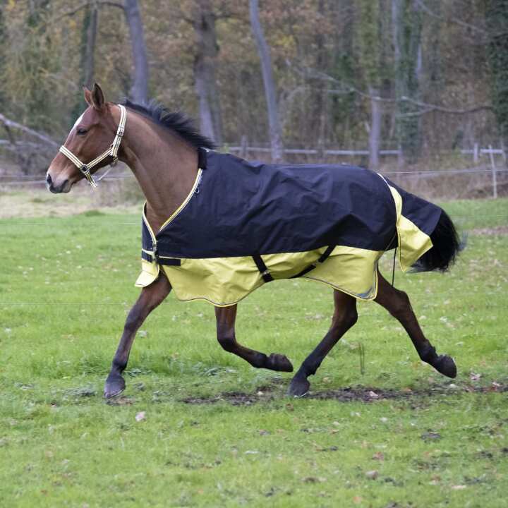 Equitheme-TYREX-600D--Reflective--150g-Schwarz-Gelb-9178_2